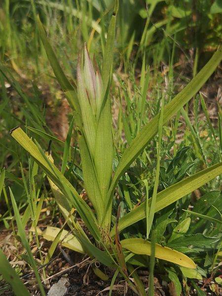 Serapias lingua  - Richard Fay