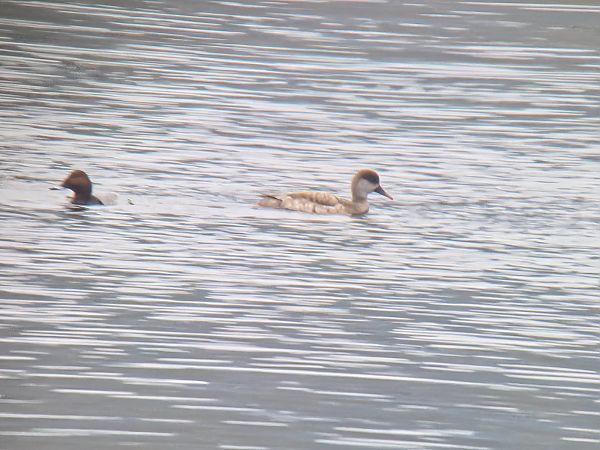 hełmiatka  - Sebastian Watras