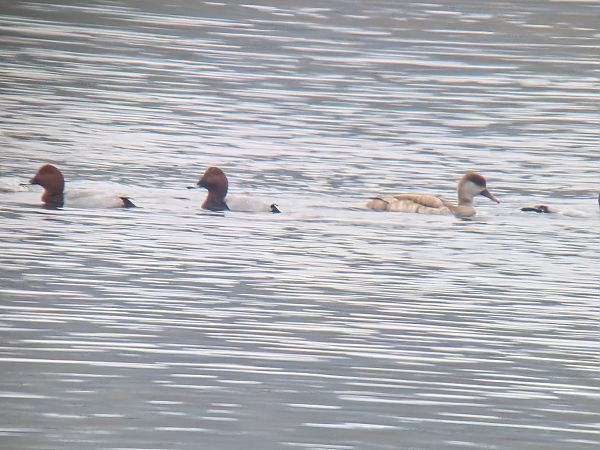Kolbenente  - Sebastian Watras