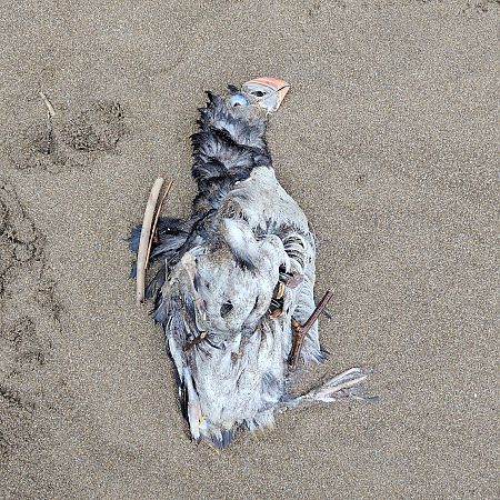 Fratercula arctica  - Gonzalo Torre