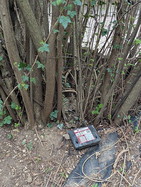 Germano reale  - Diego Castelli