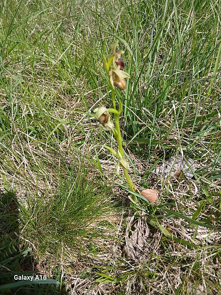 Ophrys sphegodes subsp. sphegodes  - Andrea Di Toma (FVG)