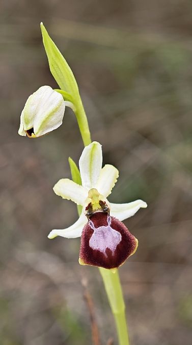 Ophrys arachnitiformis  - Alain Bultez