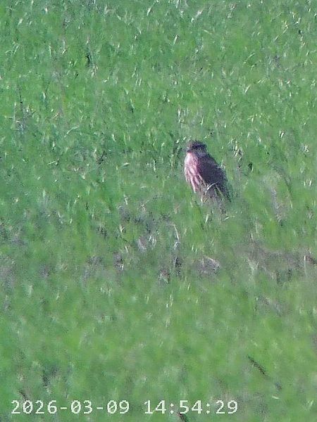 Smeriglio  - Massimo Tassinari