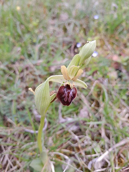 Ophrys sphegodes  - Annie Gagneux