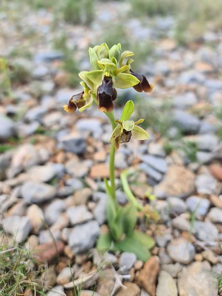 Ophrys lutea  - Christian Fleury
