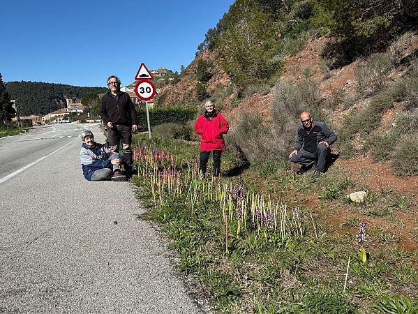 Himantoglossum robertianum  - Pep Sole