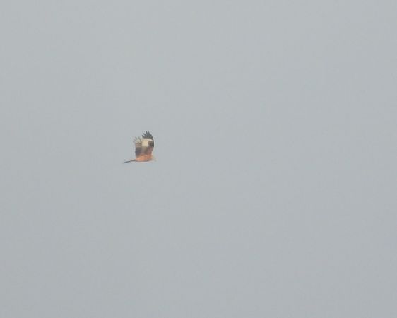 kania ruda  - Adrian Dudkiewicz