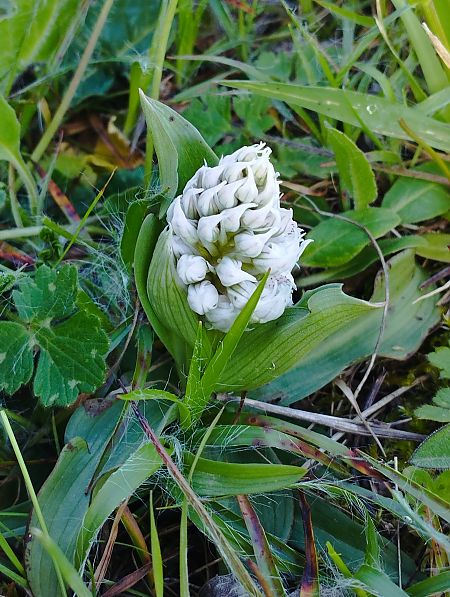 Neotinea lactea  - Gérard Joseph
