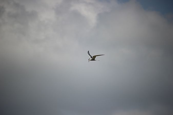 Sterna comune  - Leonardo Orefice