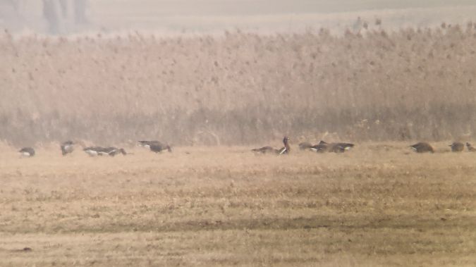 bernikla rdzawoszyja  - Hubert Mateuszczyk