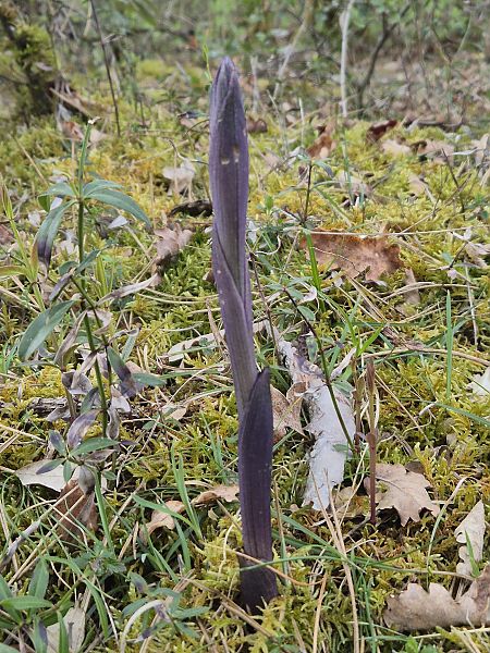 Limodorum abortivum  - Evelyne Haber