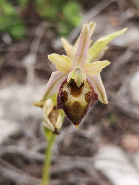 Ophrys panormitana var. praecox  - Richard Fay