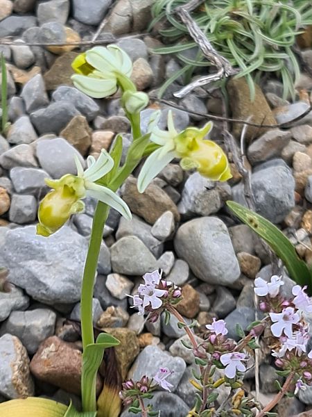 Ophrys scolopax  - Christian Fleury