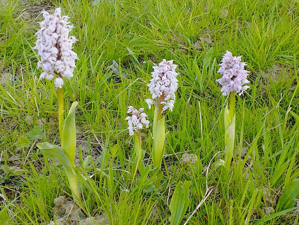 Neotinea lactea  - Gérard Joseph
