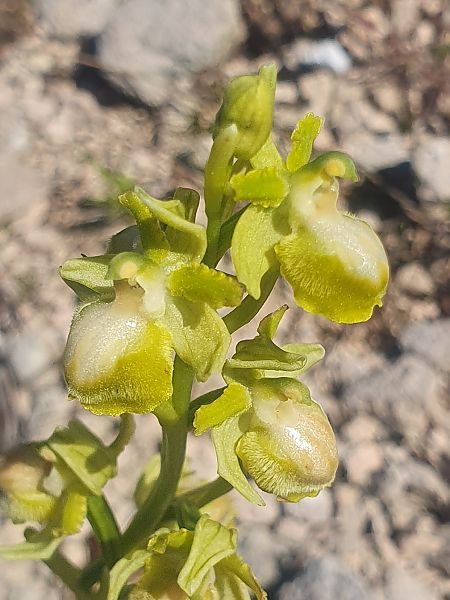 Ophrys passionis  - Éric Van Kalmthout