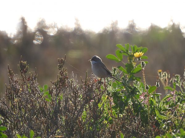 Sterpazzola della Sardegna  - Cosimo Gabbani