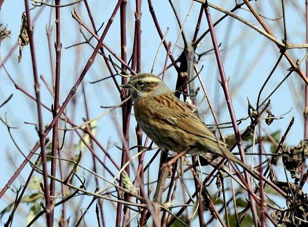 Passera scopaiola golanera  - Matteo Toller