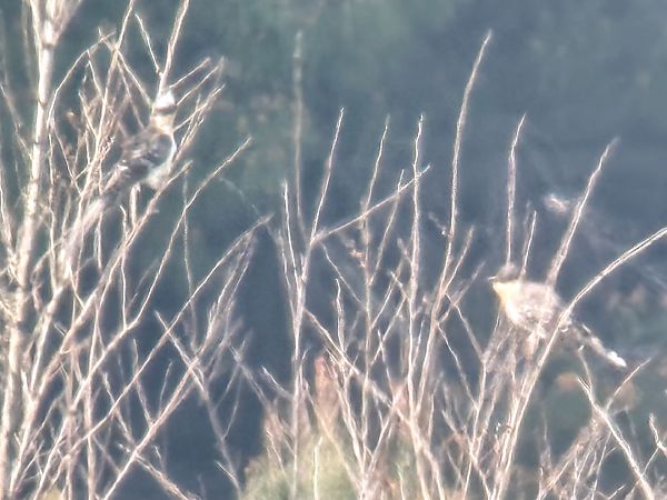 Cuculo dal ciuffo  - Enrico Castellucci