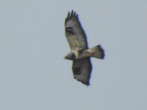 myszołów włochaty  - Ewa Nalepa