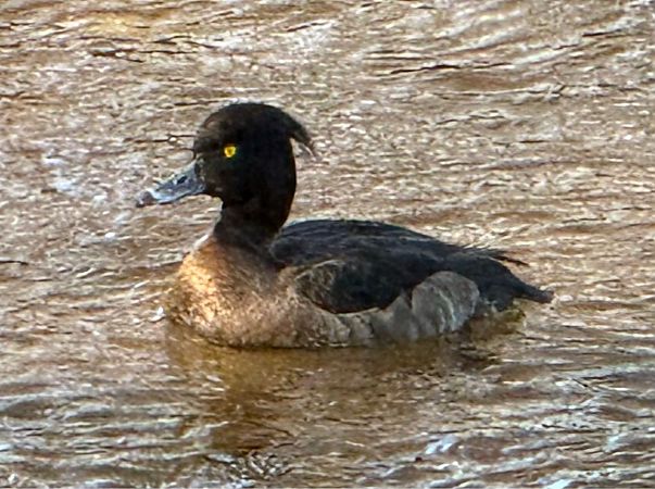 czernica  - Artur Andrzejewski