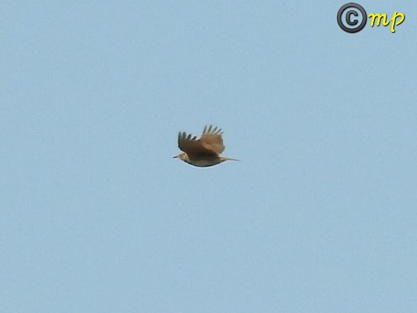 Allodola  - Mario Paloni