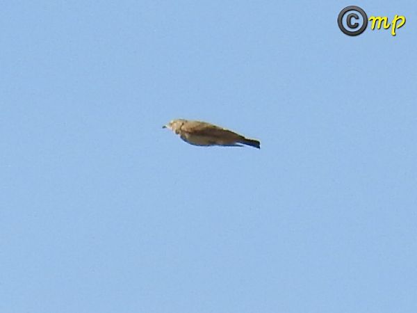 Allodola  - Mario Paloni