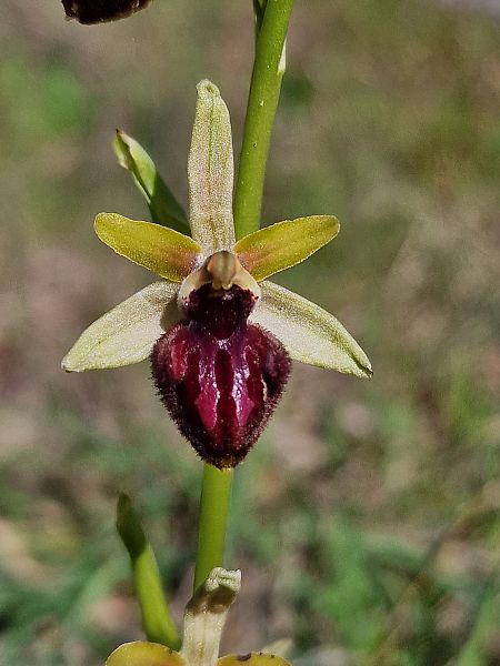 Ophrys incubacea  - Diane Raibaut