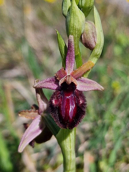 Ophrys incubacea  - Diane Raibaut