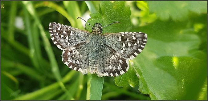 Pyrgus malvoides  - Giuseppe Di Lieto