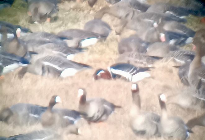 bernikla rdzawoszyja  - Michał Polakowski