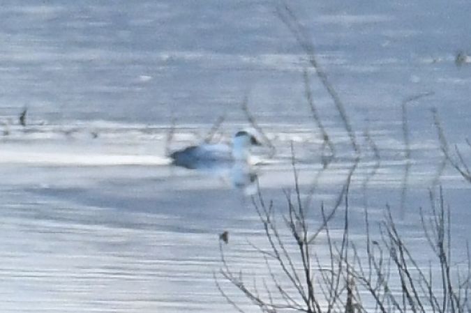 bielaczek  - Paweł Zaniecki