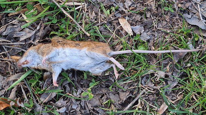 Topo selvatico dal collo giallo  - Fabrizio Florit (FVG)