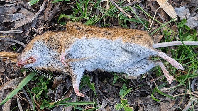 Topo selvatico dal collo giallo  - Fabrizio Florit (FVG)