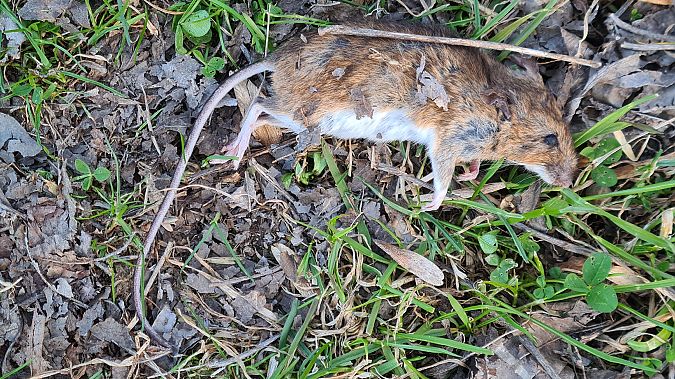 Topo selvatico dal collo giallo  - Fabrizio Florit (FVG)