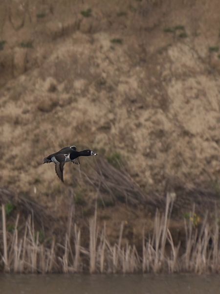 Ringschnabelente  - Barbara Iliadis