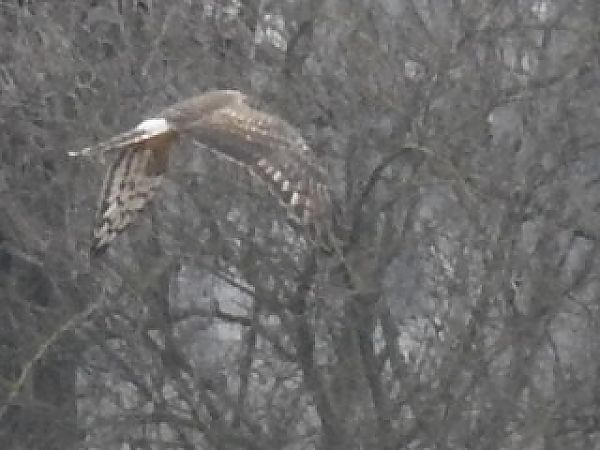 błotniak zbożowy  - Ewa Nalepa