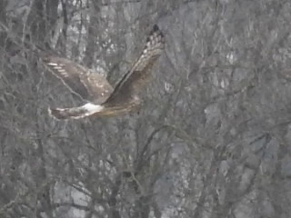 Kornweihe  - Ewa Nalepa