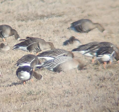 gęś krótkodzioba  - Michał Kowalczuk