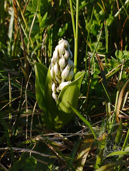 Neotinea lactea  - Gérard Joseph