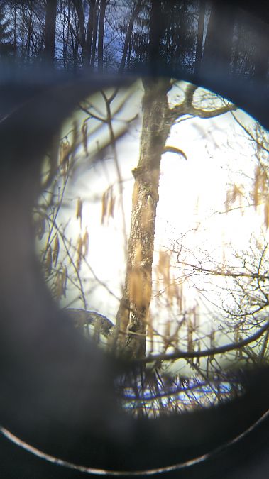 dzięcioł zielonosiwy  - Mateusz Mazurczak