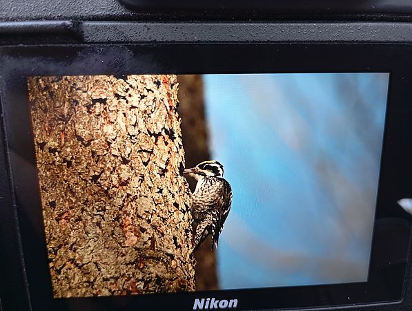 dzięcioł trójpalczasty  - Rafał Fudalej