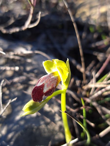 Ophrys forestieri  - Emmanuel Cosson
