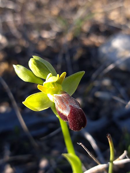 Ophrys forestieri  - Emmanuel Cosson