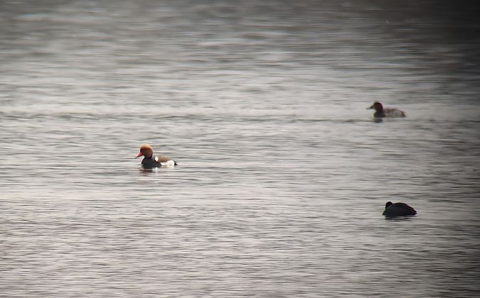 Kolbenente  - Ryszard Dworak