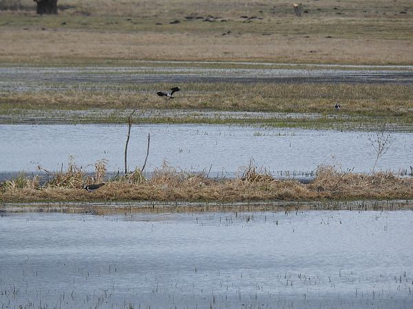 czajka  - Ewa Nalepa