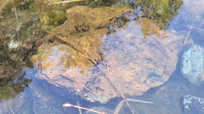 Rospo comune  - Renato Cottalasso