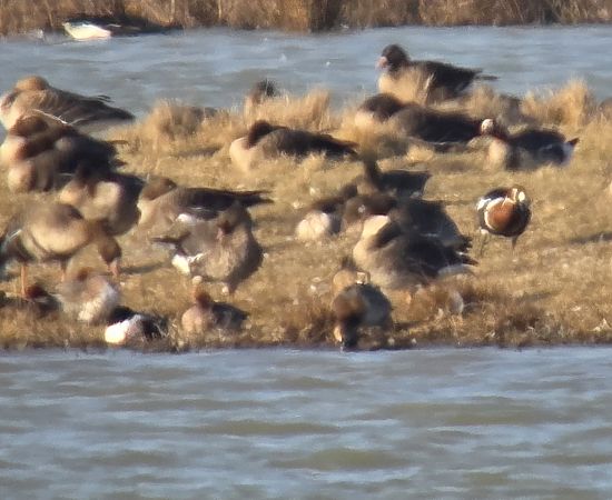 Bernache à cou roux 