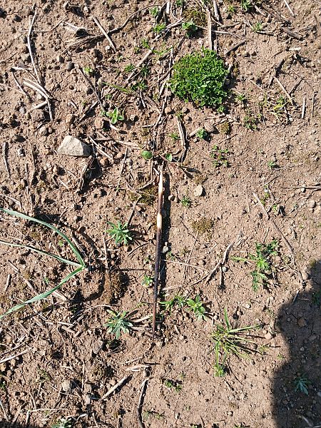 Istrice  - Mario Paloni