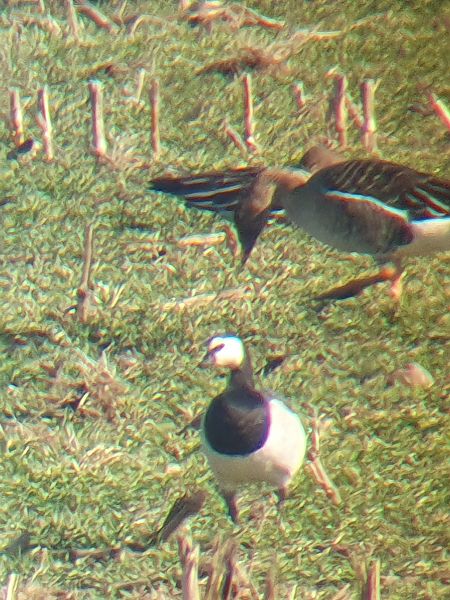 Bernache nonnette  - Grzegorz Pac